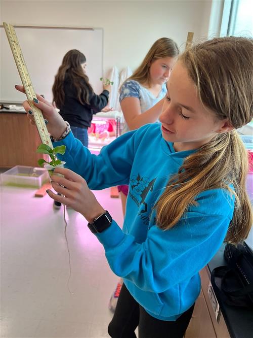 Student measures plant with ruler